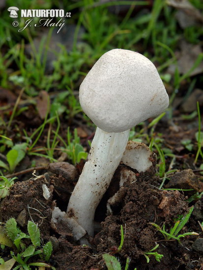 muchotrávka - Amanita torrendii (Amanita torrendii)