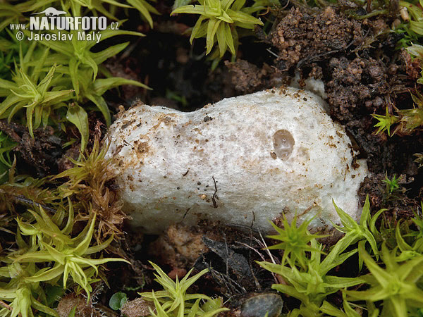 muchotrávka - Amanita torrendii (Amanita torrendii)