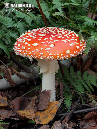 muchotrávka červená (Amanita muscaria)