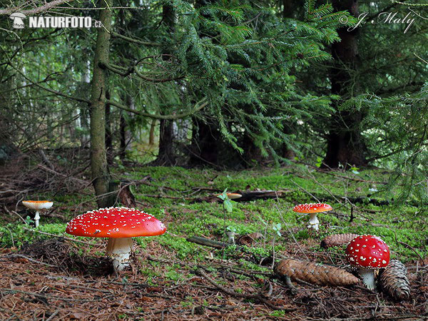 muchotrávka červená (Amanita muscaria)