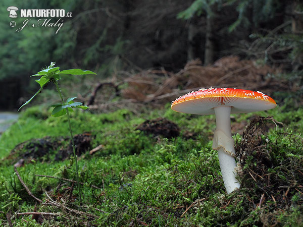 muchotrávka červená (Amanita muscaria)