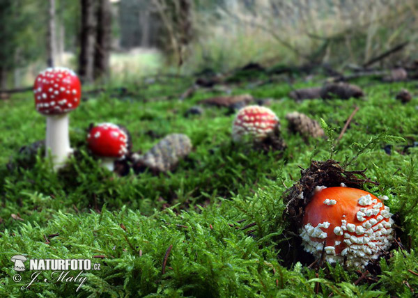 muchotrávka červená (Amanita muscaria)