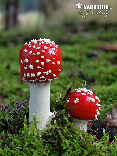 muchotrávka červená (Amanita muscaria)