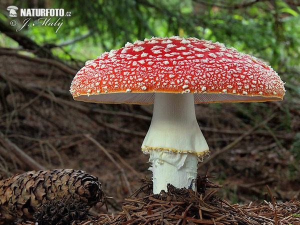 muchotrávka červená (Amanita muscaria)