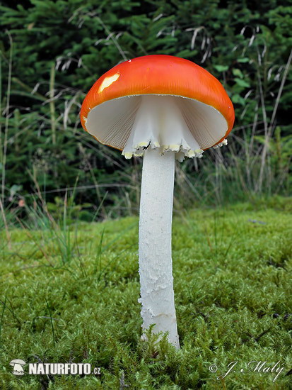 muchotrávka červená (Amanita muscaria)