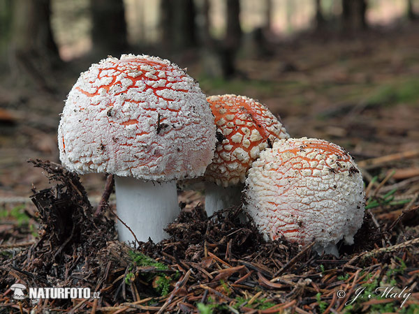 muchotrávka červená (Amanita muscaria)