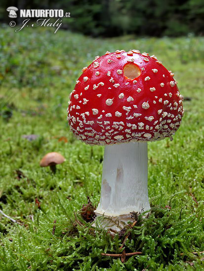 muchotrávka červená (Amanita muscaria)