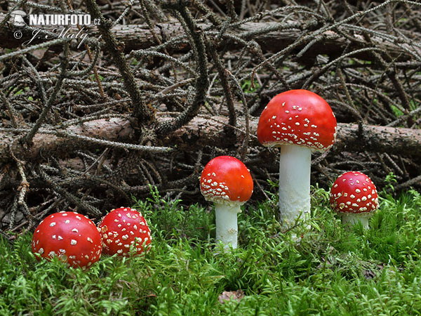 muchotrávka červená (Amanita muscaria)