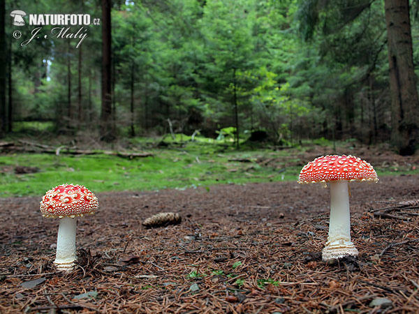 muchotrávka červená (Amanita muscaria)