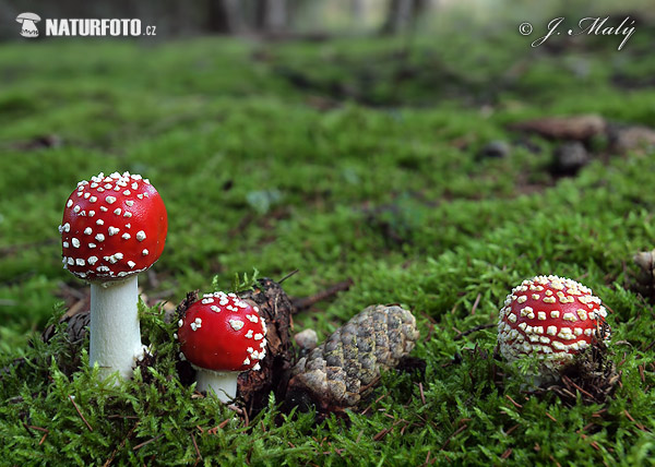 muchotrávka červená (Amanita muscaria)