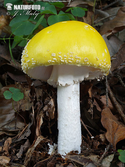 muchotrávka červená pekná (Amanita muscaria var. guessowii)