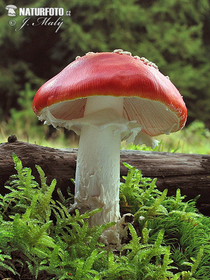 muchotrávka červená (Amanita muscaria)