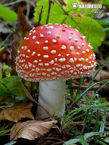 muchotrávka červená (Amanita muscaria)