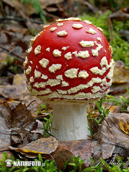 muchotrávka červená (Amanita muscaria)