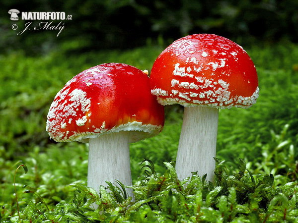 muchotrávka červená (Amanita muscaria)