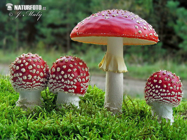 muchotrávka červená (Amanita muscaria)