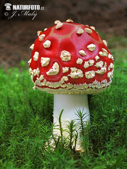 muchotrávka červená (Amanita muscaria)