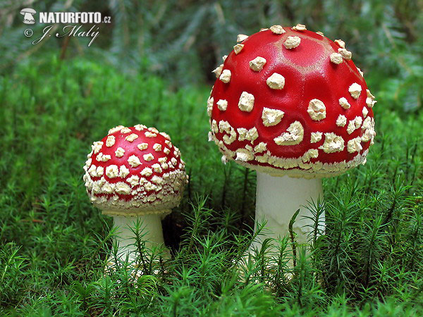 muchotrávka červená (Amanita muscaria)