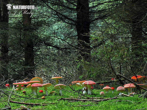 muchotrávka červená (Amanita muscaria)