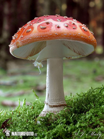 muchotrávka červená (Amanita muscaria)