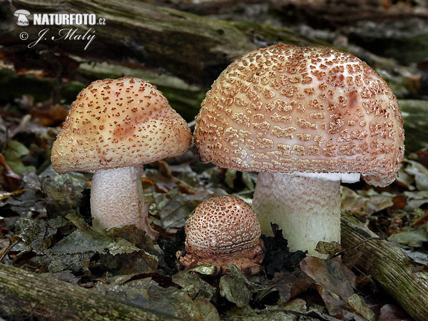 muchotrávka červenkastá (Amanita rubescens)