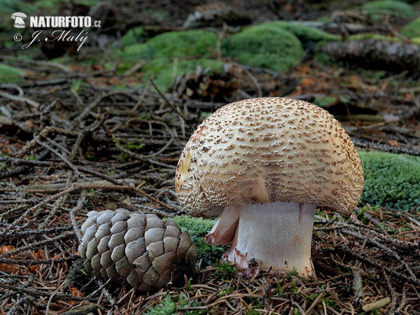 muchotrávka červenkastá (Amanita rubescens)