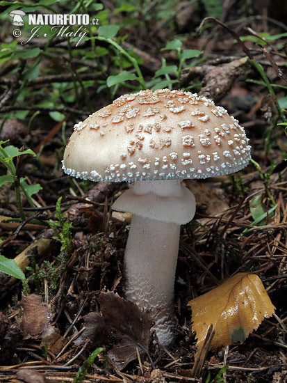 muchotrávka červenkastá (Amanita rubescens)