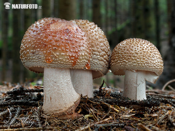 muchotrávka červenkastá (Amanita rubescens)