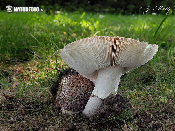 muchotrávka červenkastá (Amanita rubescens)