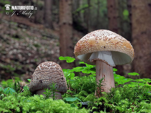 muchotrávka červenkastá (Amanita rubescens)