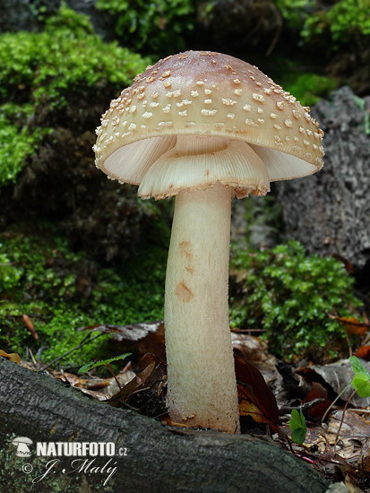 muchotrávka červenkastá (Amanita rubescens)