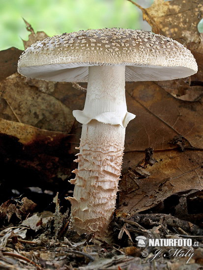 muchotrávka červenkastá (Amanita rubescens)