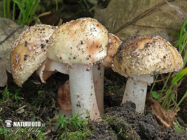 muchotrávka červenkastá (Amanita rubescens)