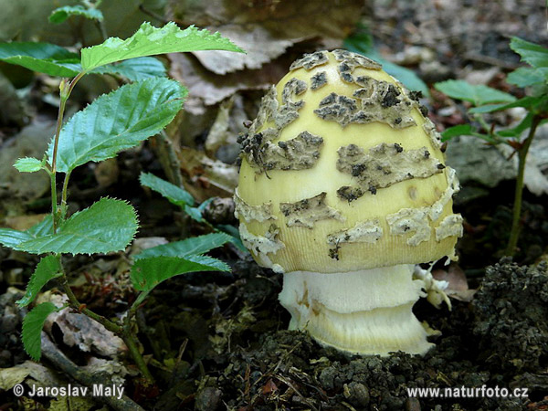 muchotrávka chrastavá (Amanita ceciliae)