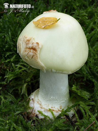 muchotrávka citrónovožltá (Amanita citrina)