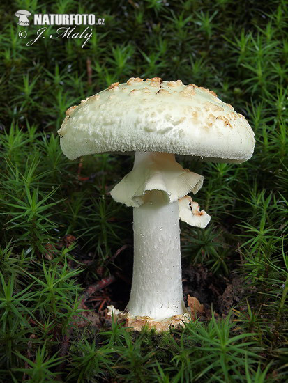 muchotrávka citrónovožltá (Amanita citrina)