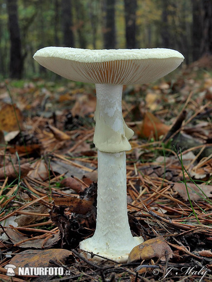 muchotrávka citrónovožltá (Amanita citrina)