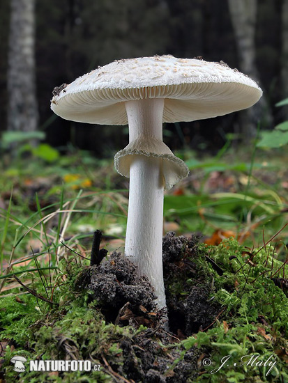 muchotrávka citrónovožltá biela (Amanita citrina var. alba)