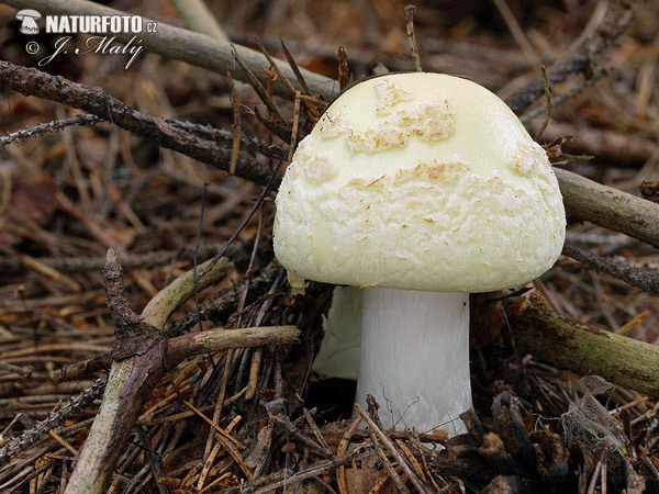 muchotrávka citrónovožltá (Amanita citrina)