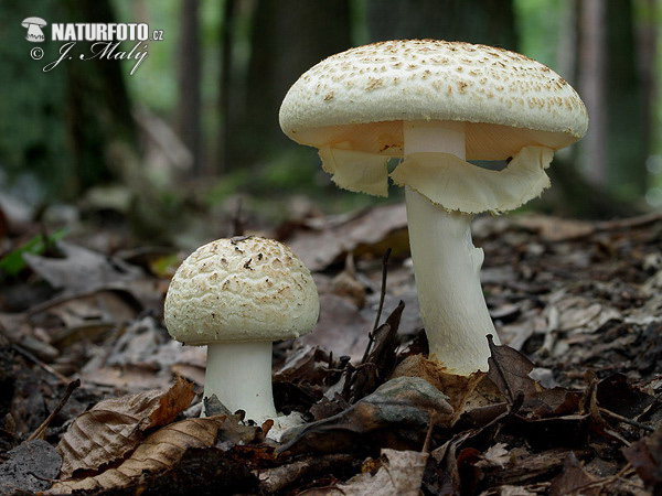 muchotrávka citrónovožltá (Amanita citrina)