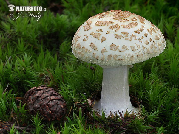 muchotrávka citrónovožltá (Amanita citrina)