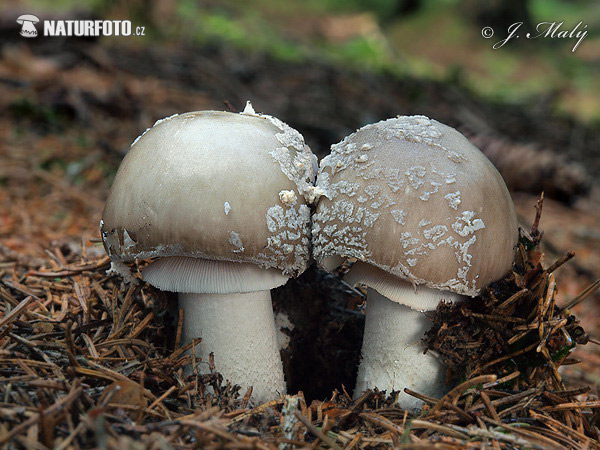 muchotrávka hrubá (Amanita excelsa)