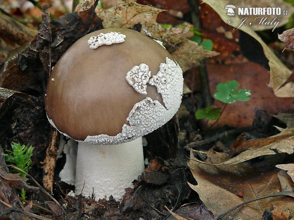 muchotrávka hrubá (Amanita excelsa)