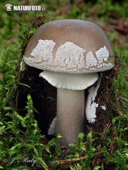 muchotrávka hrubá (Amanita excelsa)