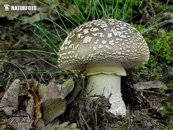 muchotrávka hrubá (Amanita excelsa)