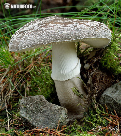 muchotrávka hrubá (Amanita excelsa)