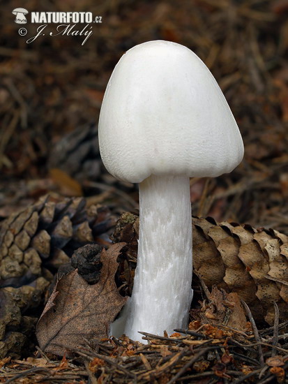 muchotrávka končistá (Amanita virosa)