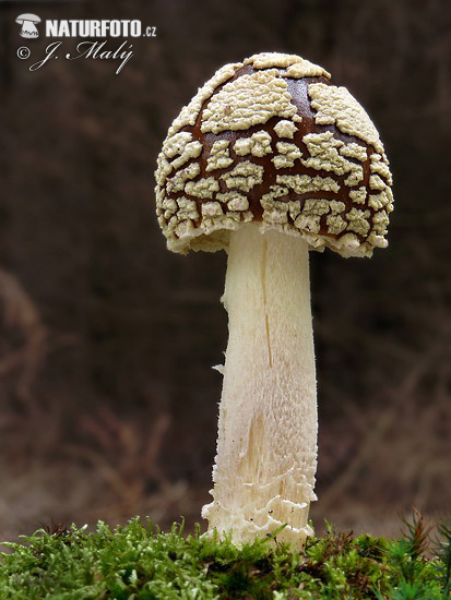 muchotrávka kráľovská (Amanita regalis)