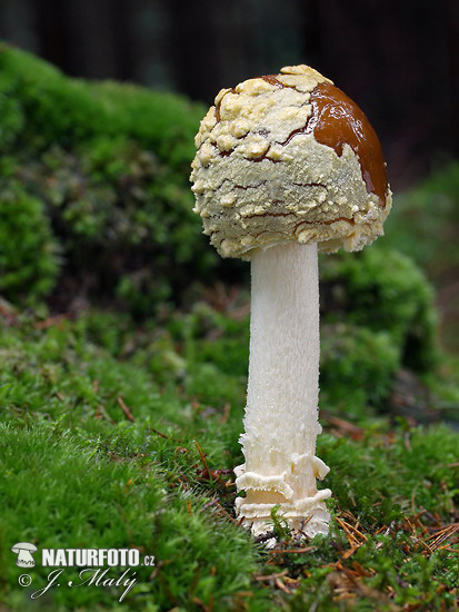 muchotrávka kráľovská (Amanita regalis)