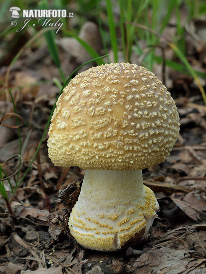 muchotrávka olivovohnedastá (Amanita franchetii)